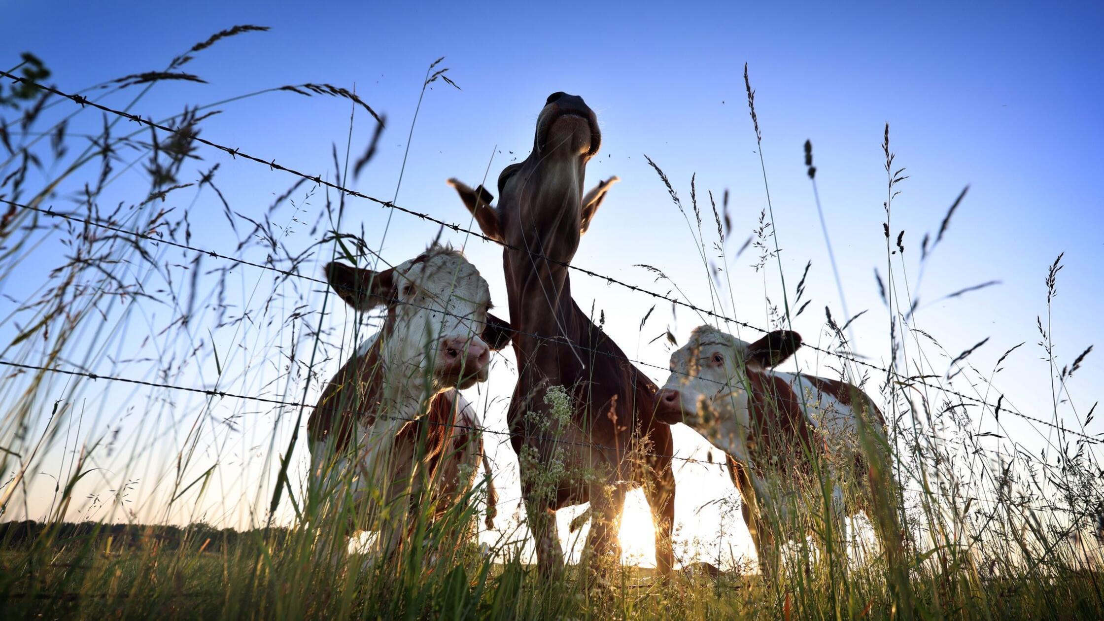 Kühe stehen im Sonnenaufgang auf einer Weide. (zu 