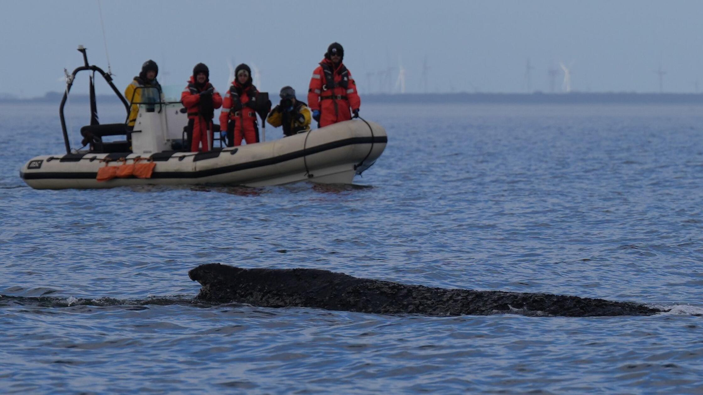 Ein Buckelwal schwimmt begleitet von Schlauchboote