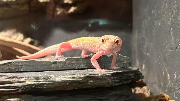 Das Bild zeigt Vayne, eines der exotischen Tiere, die bei Rebecca Naumann leben.