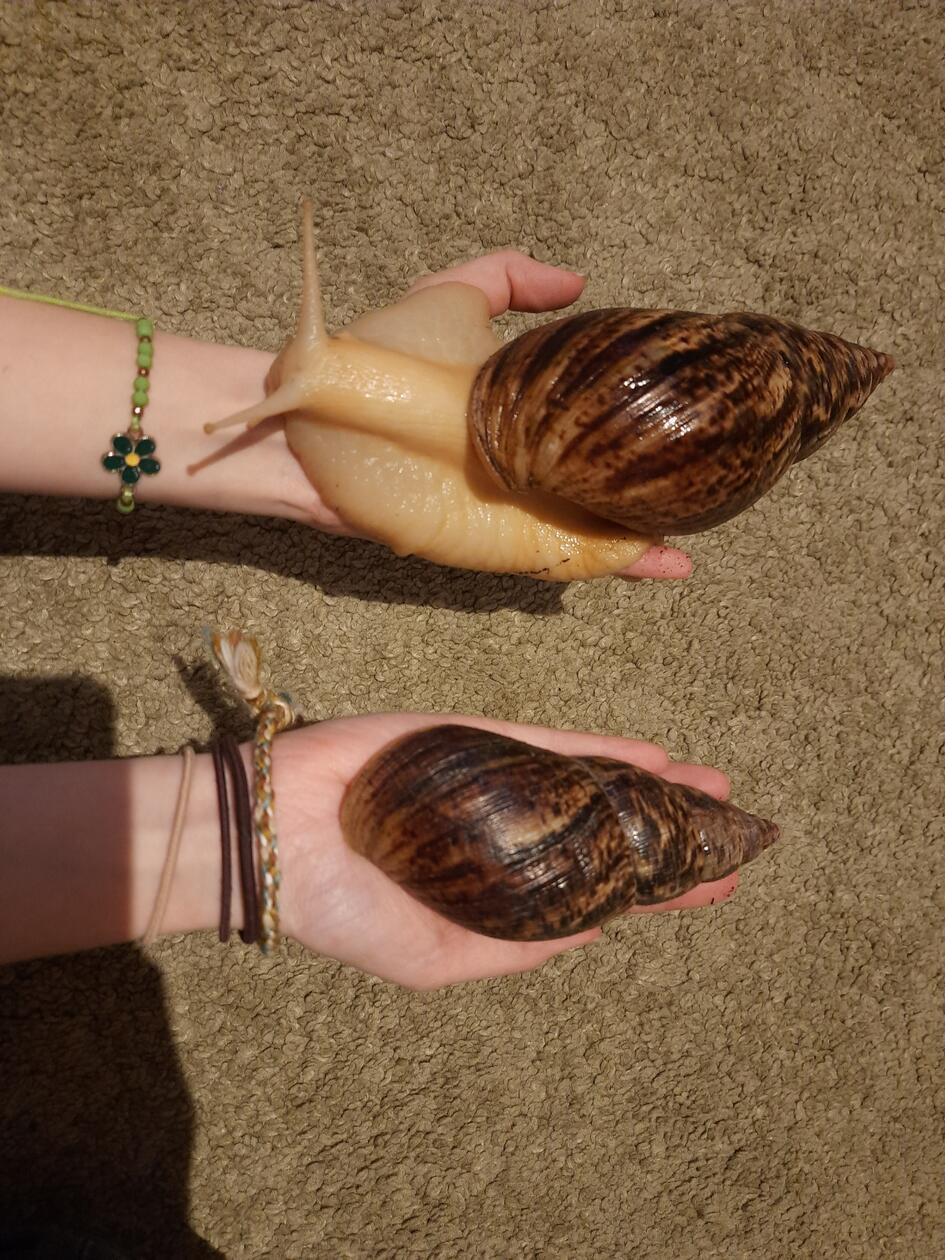 Die elfjährige Nora Rupp besitzt zwei Achatschnecken, Klaus und Agathe. Die riesigen Schnecken kommen ursprünglich aus Ostafrika und fressen eigentlich alles - am liebsten Obst und Gemüse mit wenig Säure.