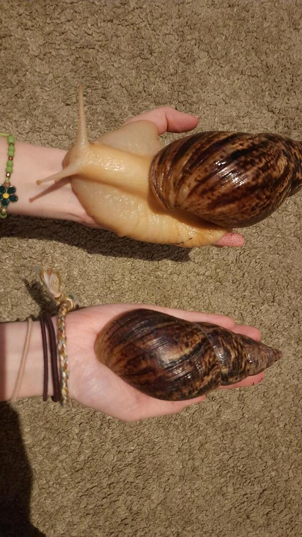 Die elfjährige Nora Rupp besitzt zwei Achatschnecken, Klaus und Agathe. Die riesigen Schnecken kommen ursprünglich aus Ostafrika und fressen eigentlich alles - am liebsten Obst und Gemüse mit wenig Säure.