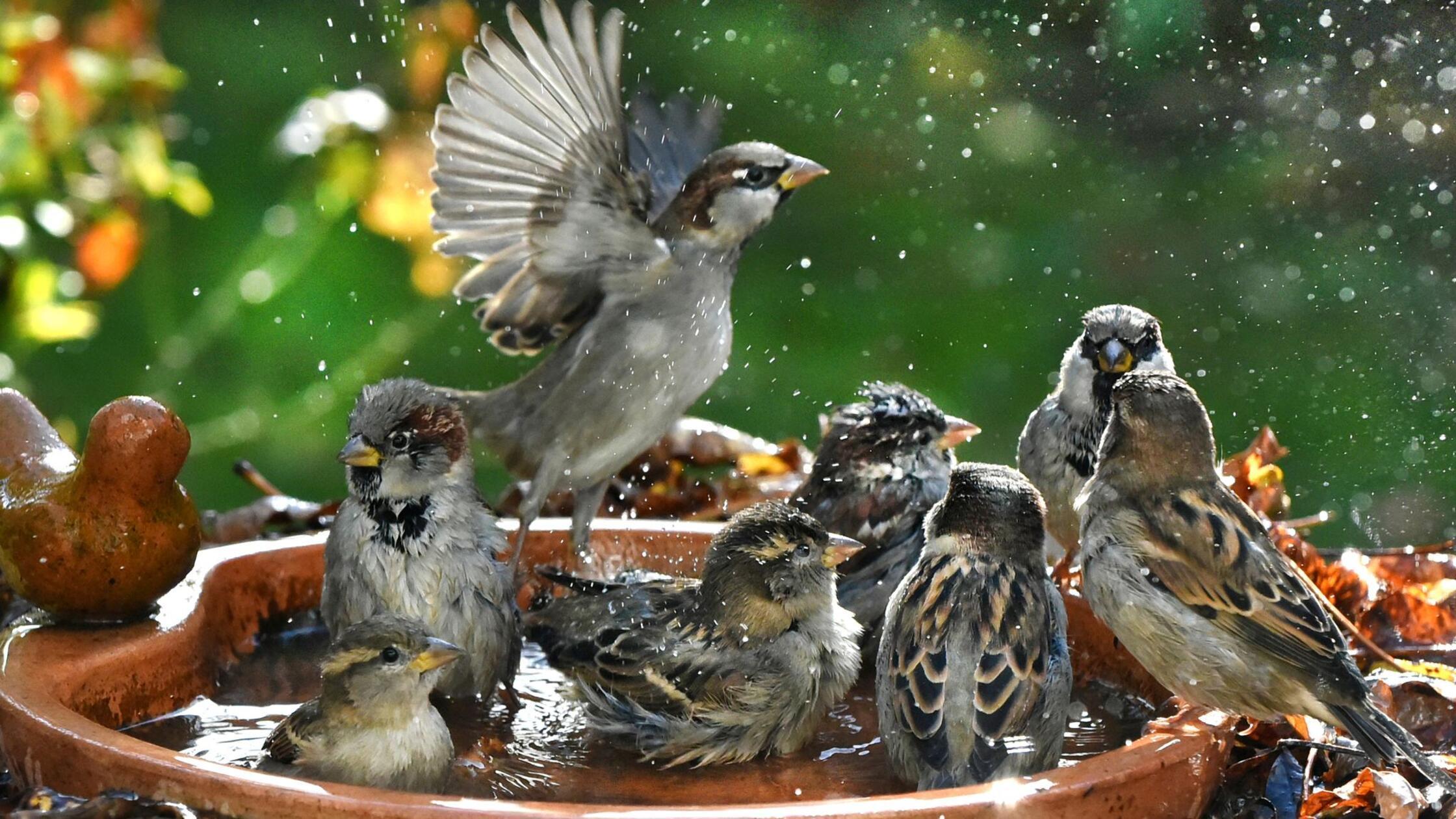 Haussperlinge baden in einer Vogeltränke. (zu dpa: