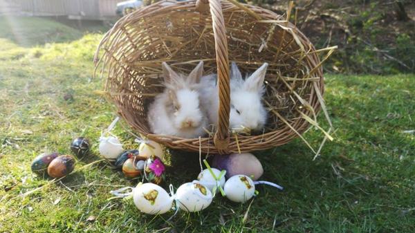 Ostern im Wildpark Hundshaupten