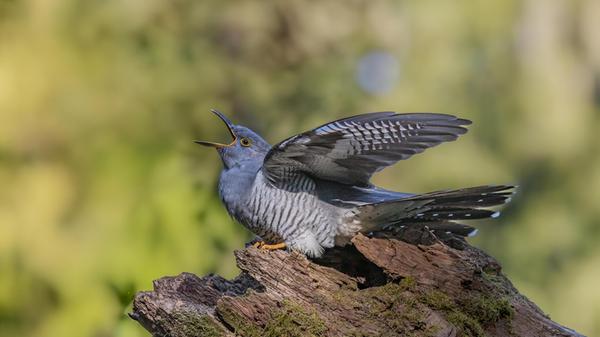 Pressefoto-PM-24-26_Kuckuck_rufend - Angsar Forste