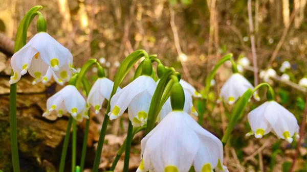 Der Frühling kommt, fotografiert von unserem Leser Michael Haas.