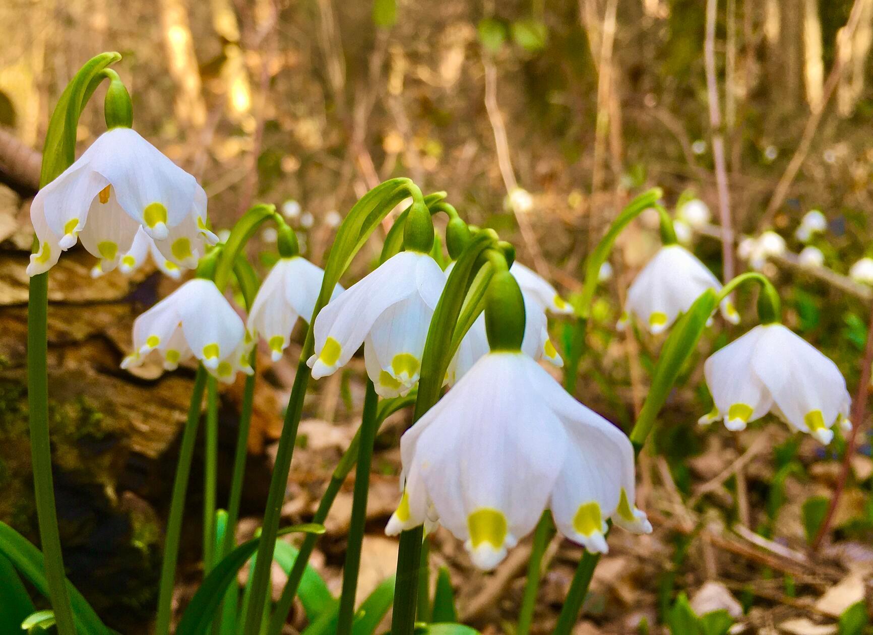 Der Frühling kommt, fotografiert von unserem Leser Michael Haas.