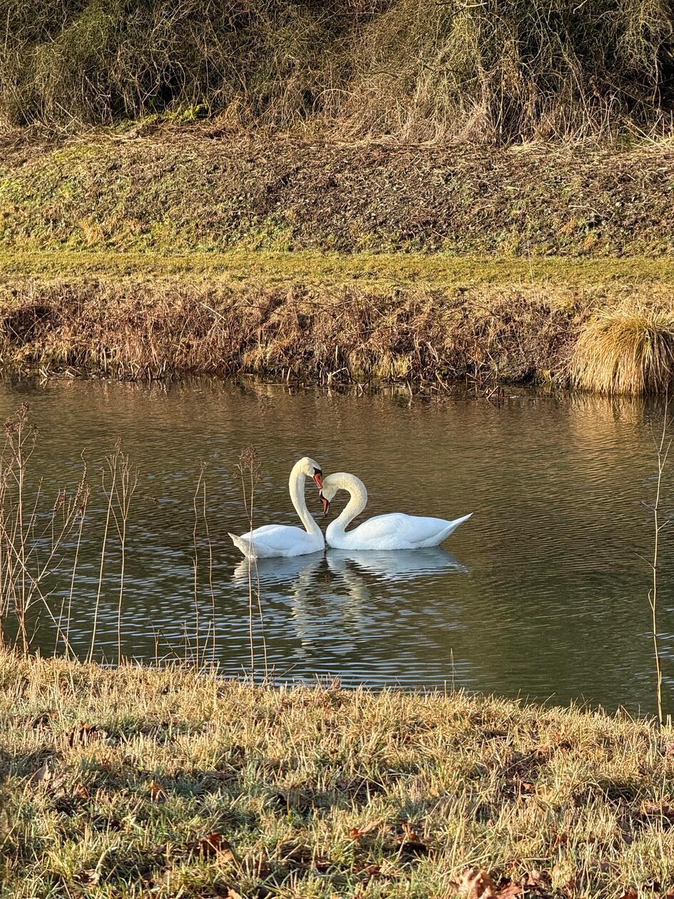 Diese zwei Turtelschwäne hat unsere Leserin Andrea Morgan bei einem Spaziergang aufgenommen.