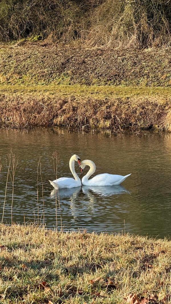 Diese zwei Turtelschwäne hat unsere Leserin Andrea Morgan bei einem Spaziergang aufgenommen.