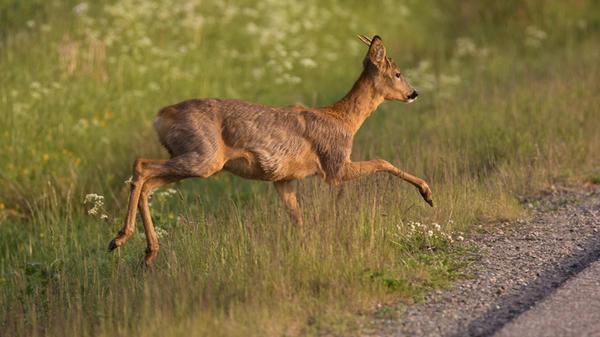 adobestock_159426148 - 1