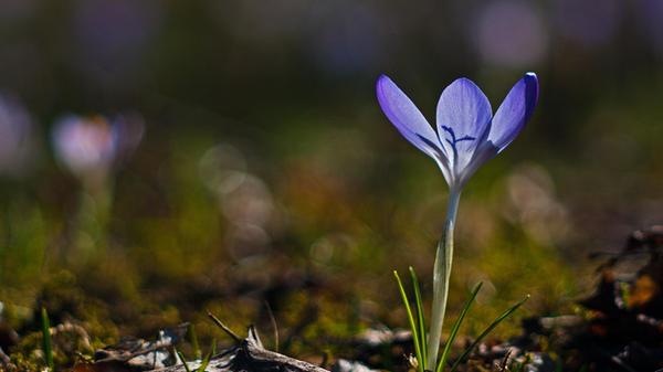 Frühlingserwachen aufgenommen von unserem Leser Theo Körner mit einem Vintage-Objektiv.