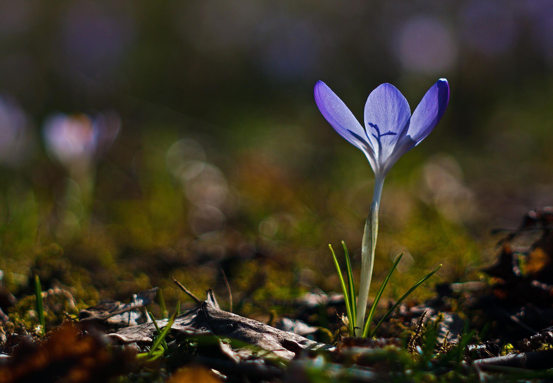 Frühlingserwachen aufgenommen von unserem Leser Theo Körner mit einem Vintage-Objektiv.