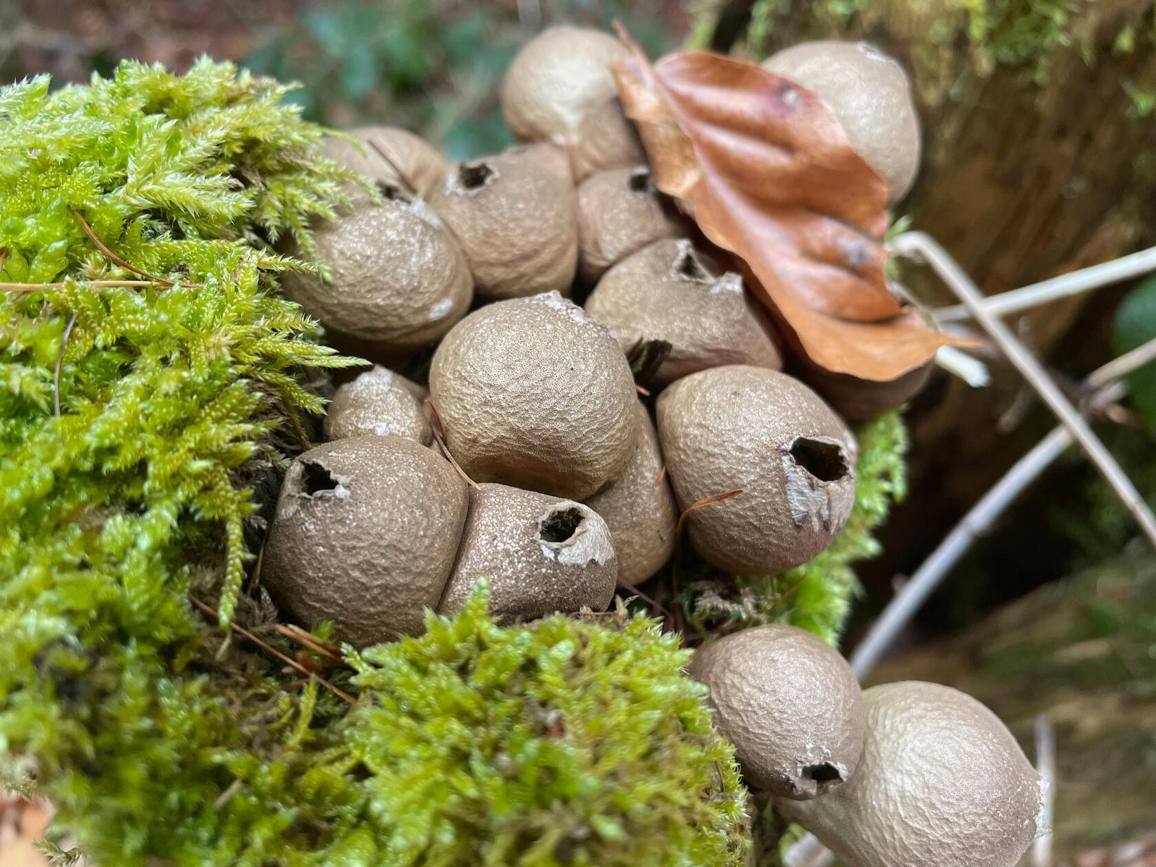 Impressionen im Vorfru¨hlingswald, fotografiert von unserer Leserin Andrea Mertl.