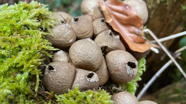 Impressionen im Vorfru¨hlingswald, fotografiert von unserer Leserin Andrea Mertl.