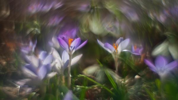 Mit einem Vintage-Objektiv hat unser Leser Theo Körner dieses Bild aufgenommen.