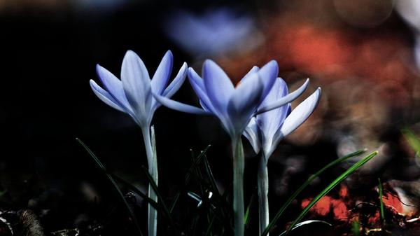 Mit einem Vintage-Objektiv hat unser Leser Theo Körner dieses Bild aufgenommen.