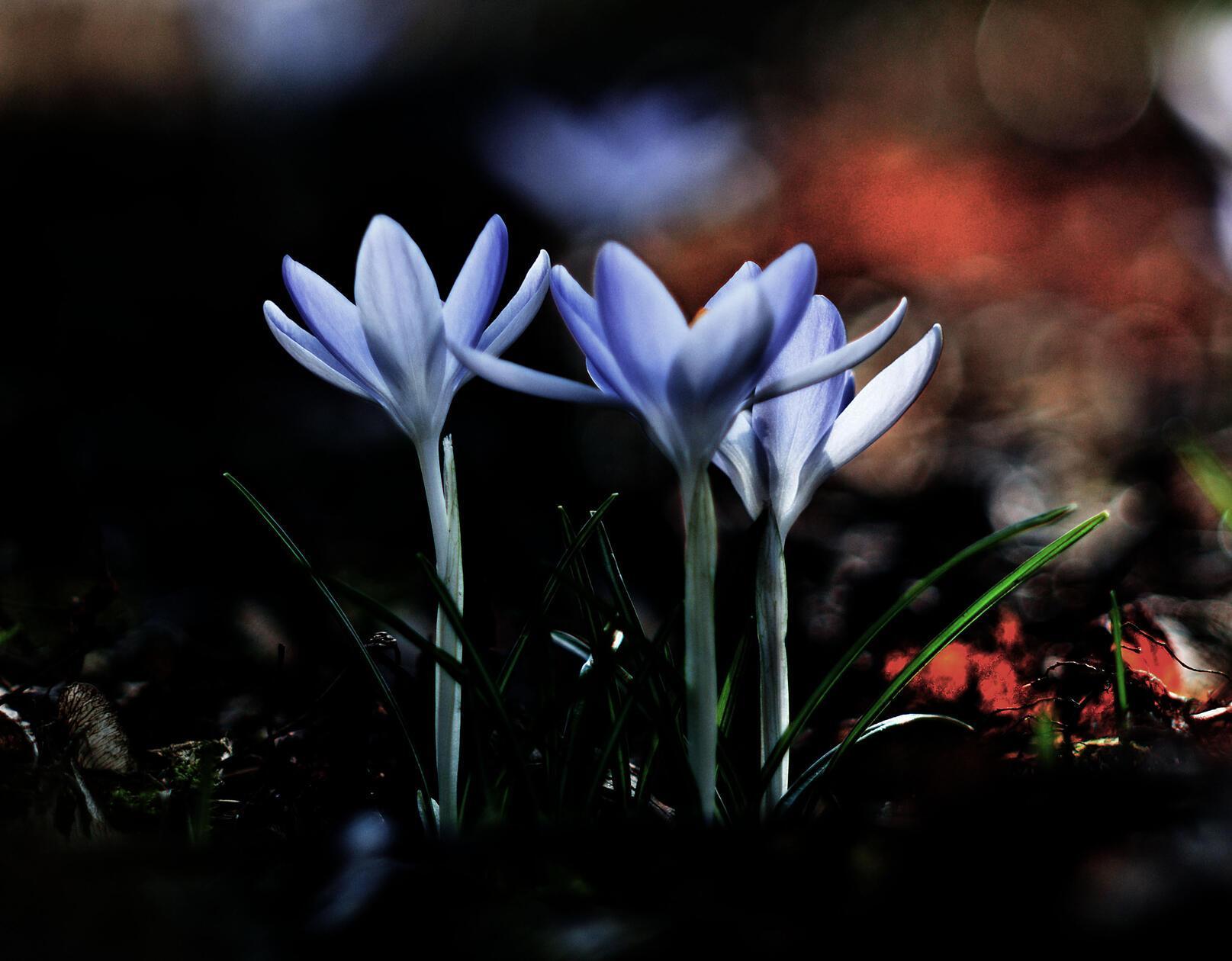 Mit einem Vintage-Objektiv hat unser Leser Theo Körner dieses Bild aufgenommen.