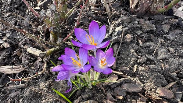 "Herzlich Willkommen Frühling" hat unsere Leserin Petra Gaukler ihr Bild genannt.