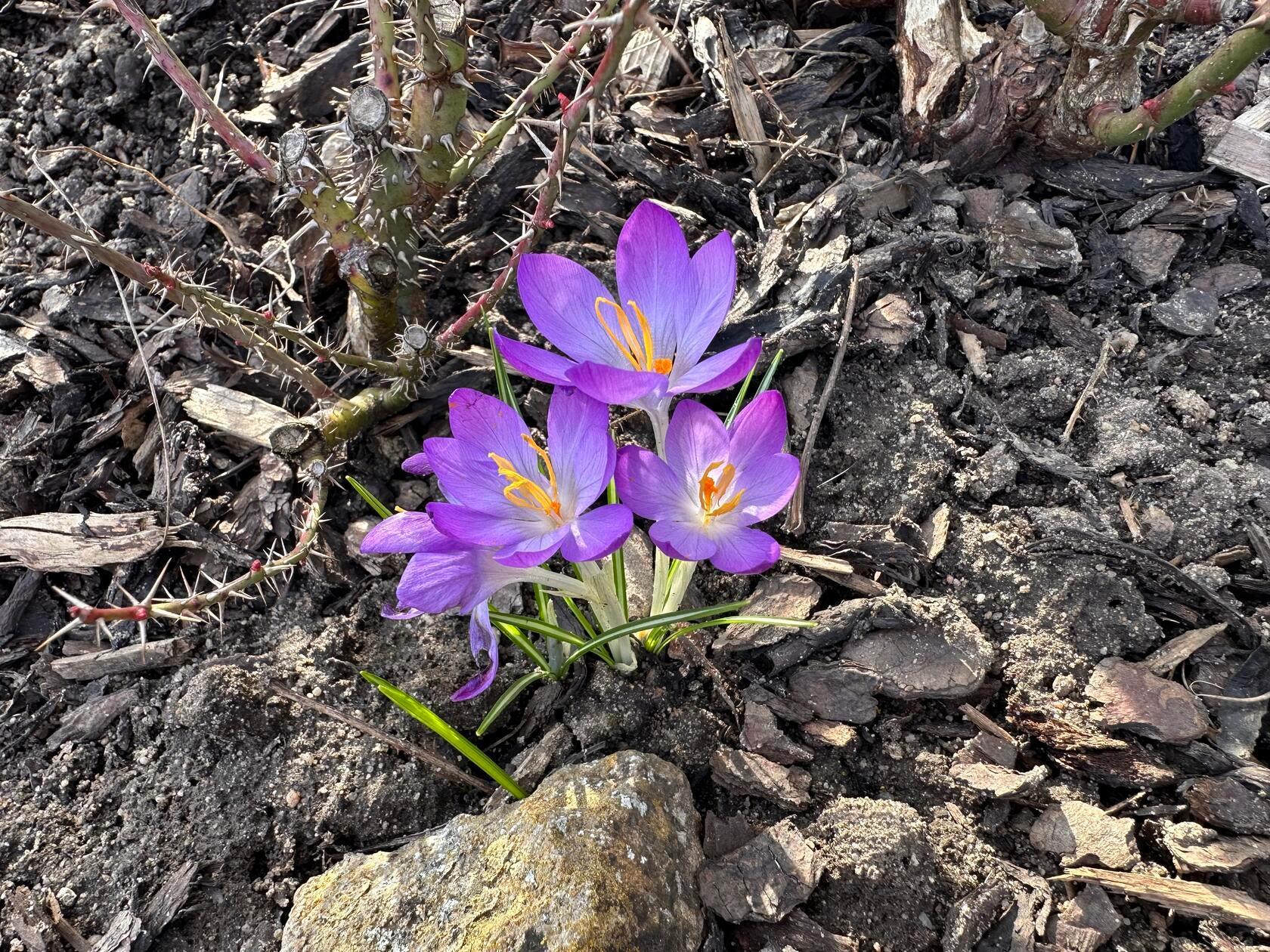 "Herzlich Willkommen Frühling" hat unsere Leserin Petra Gaukler ihr Bild genannt.