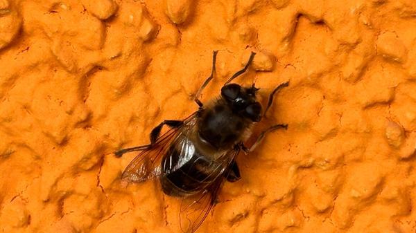 Das erste Sonnenbad einer Mistbiene hat unsere Leserin Petra Gaukler aufgenommen.