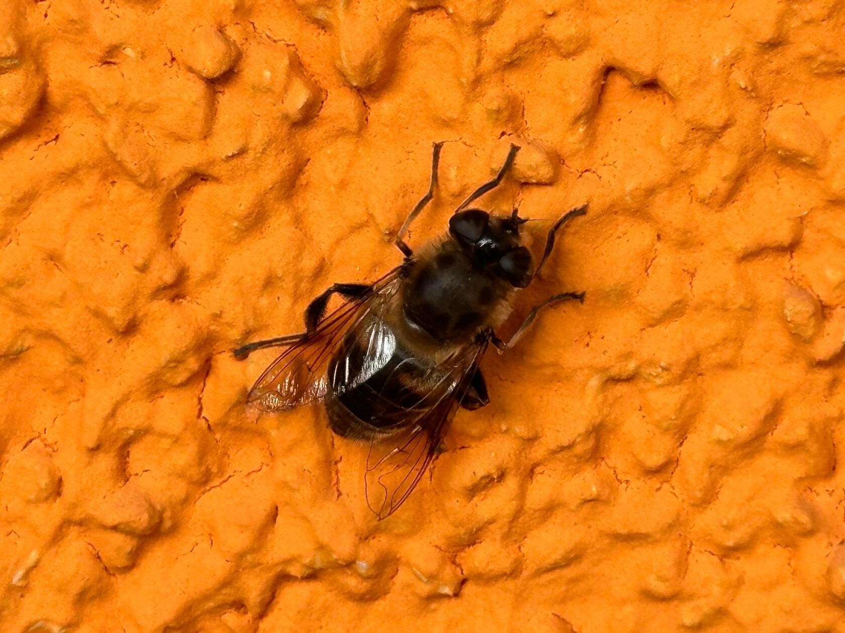 Das erste Sonnenbad einer Mistbiene hat unsere Leserin Petra Gaukler aufgenommen.