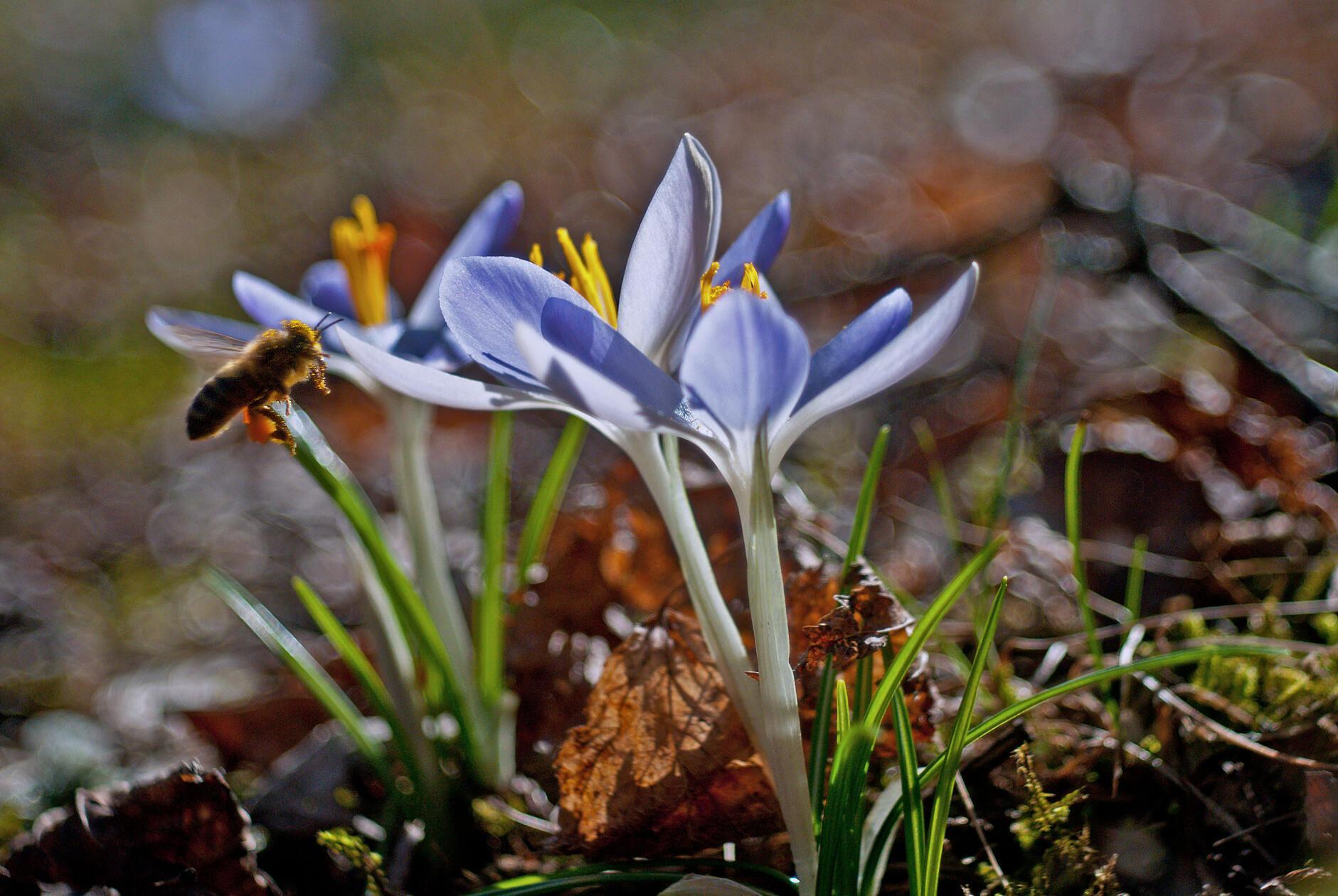 Den Krokus mit der Biene hat unser Leser Theo Körner mit einem Vintage-Objektiv aufgenommen.