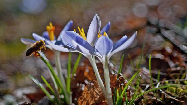 Den Krokus mit der Biene hat unser Leser Theo Körner mit einem Vintage-Objektiv aufgenommen.