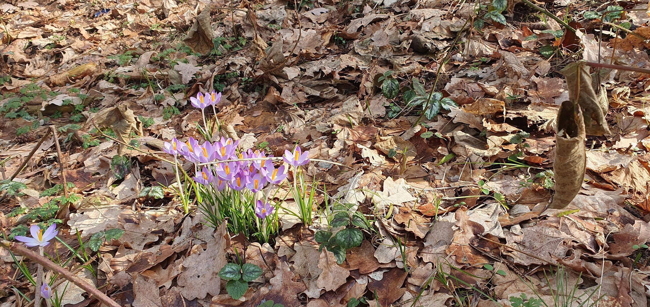 Im Rothauracher Wald sprießen schon die ersten Frühlingsblüher.