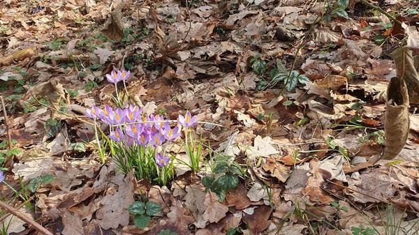 Im Rothauracher Wald sprießen schon die ersten Frühlingsblüher.