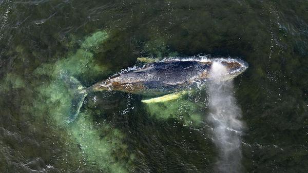 HANDOUT - 30.03.2026, Mecklenburg-Vorpommern, Wism