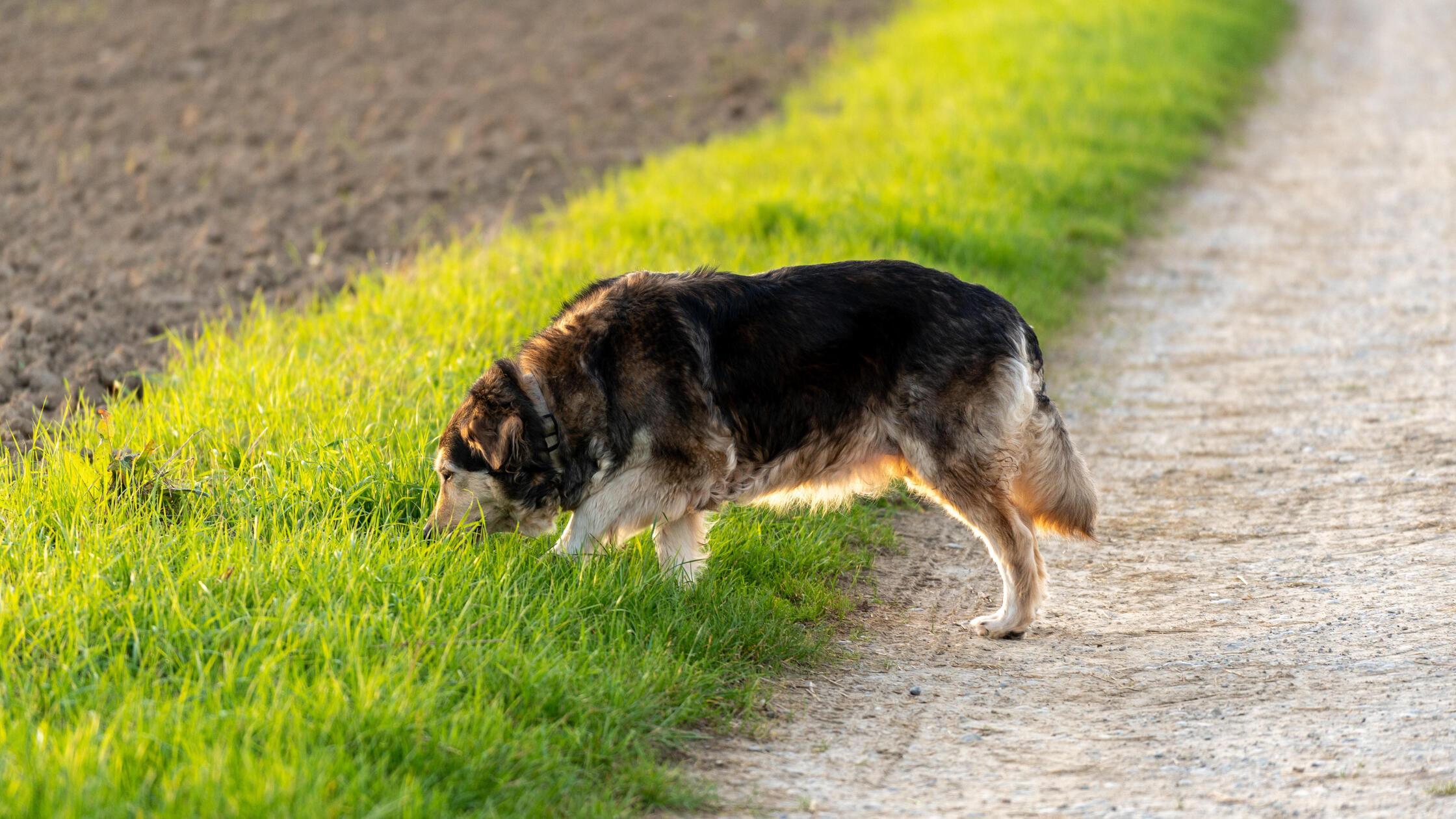 Ein Hund schnuppert auf einer Wiese am Feldweg. Sy