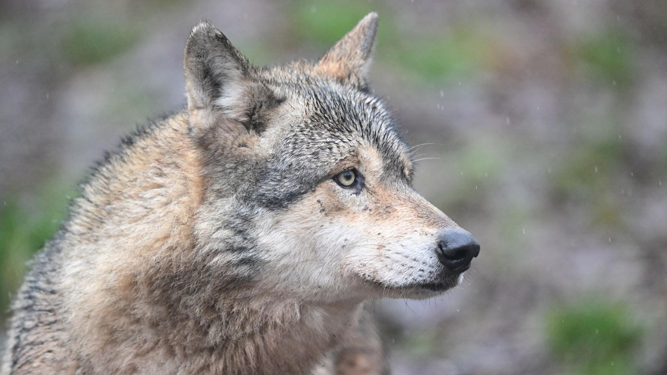 Ein Wolf verletzt eine Frau in der Einkaufsmeile Gro&szlig;e Bergstra&szlig;e. (Symbolbild)