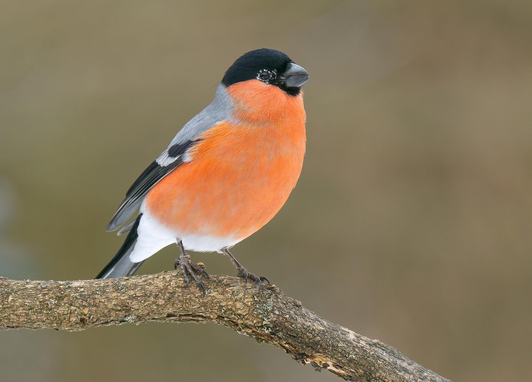 Diesen Dompfaff hat unser Leser Manfred Götz in seinem Garten fotografieren können.