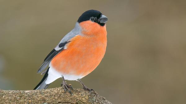 Diesen Dompfaff hat unser Leser Manfred Götz in seinem Garten fotografieren können.