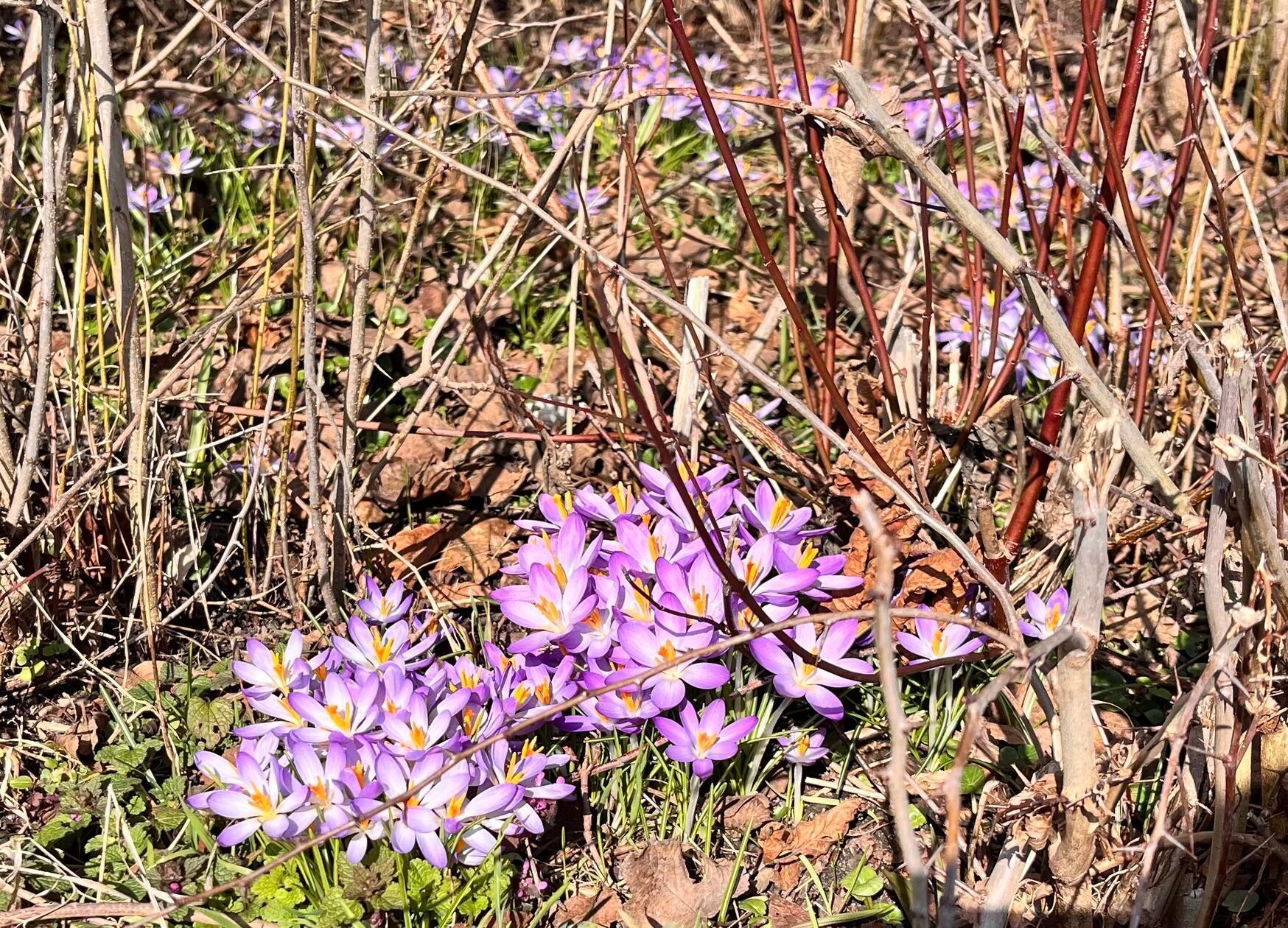 Die bunten Frühlingsboten hat unser Leser Dieter Brünner in einem Bild eingefangen.