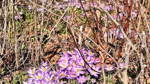Die bunten Frühlingsboten hat unser Leser Dieter Brünner in einem Bild eingefangen.