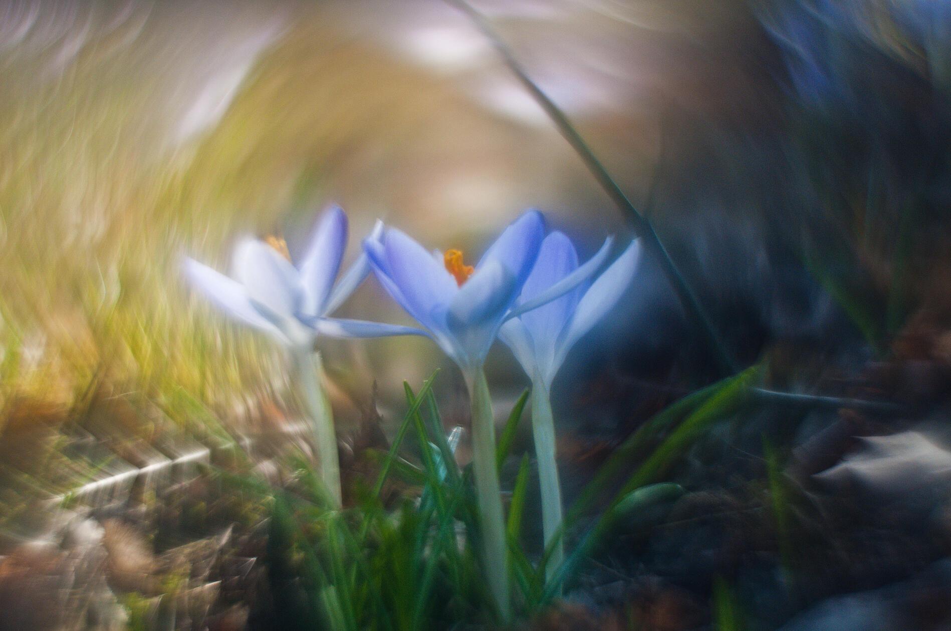 Das Frühlingserwachen hat unser Leser Theo Körner im Bild festgehalten.