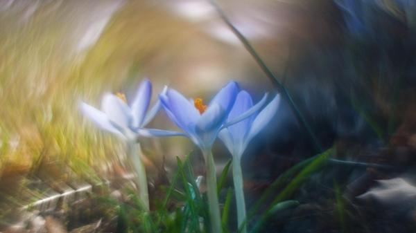 Das Frühlingserwachen hat unser Leser Theo Körner im Bild festgehalten.