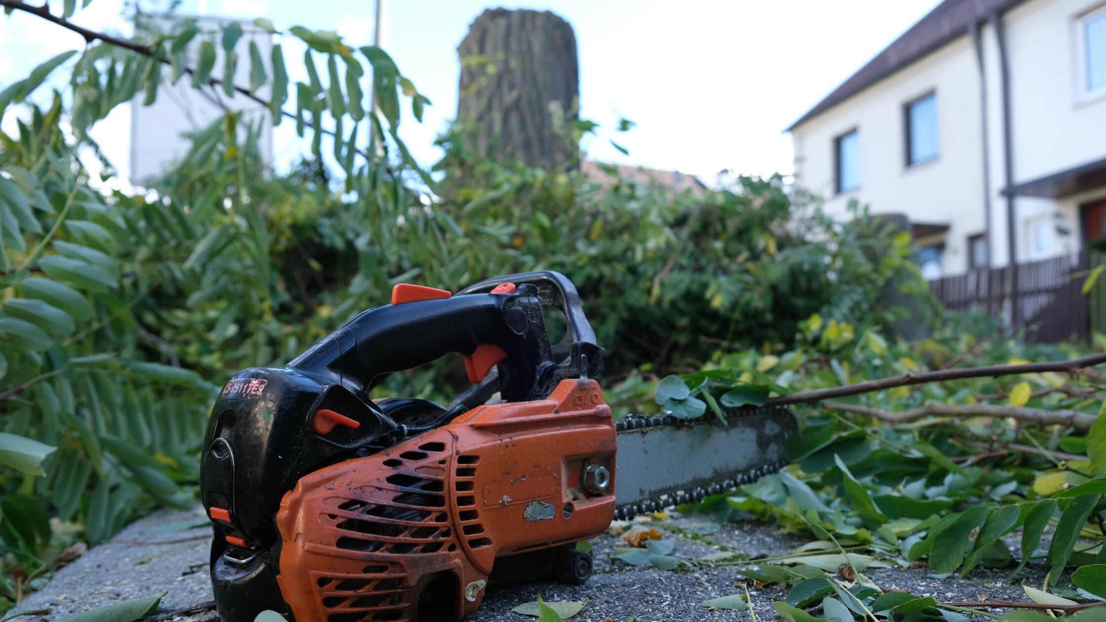 Foto: Max Söllner -  gesp. 10/2021  Motiv: Baumfäl