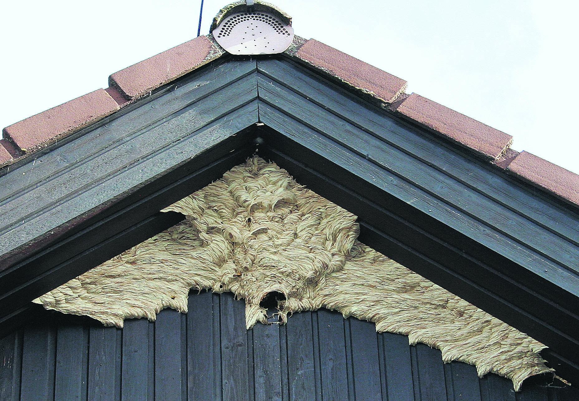 Hornissen Friedliche Papierbaumeister Gallmersgarten Nordbayern De