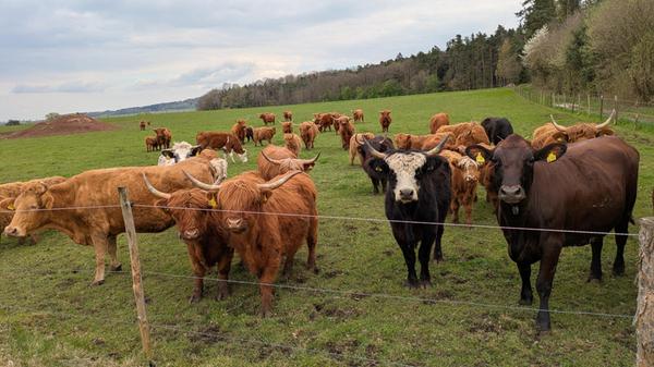 Diese "neugierige Begegnung" hat unser Leser Gerhard Schliert in Schwarzach fotografiert.