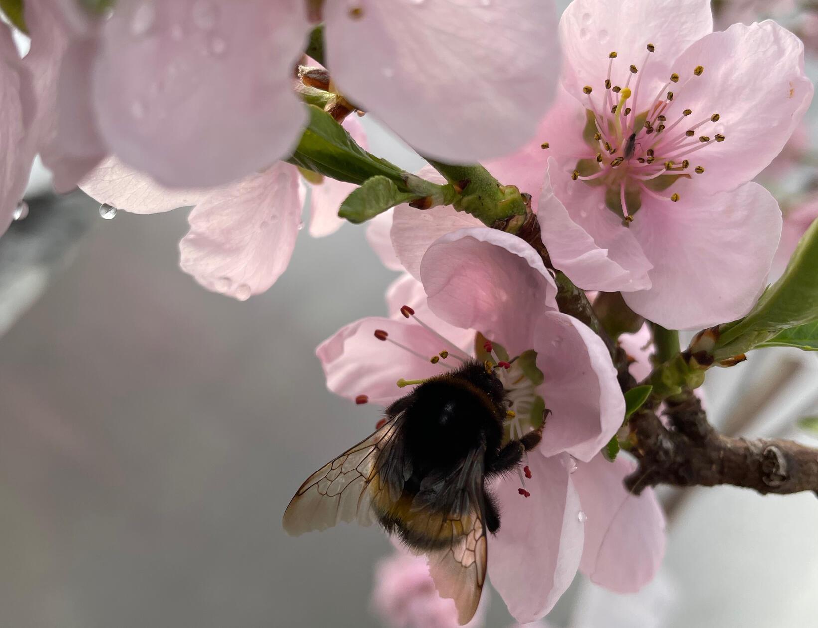 Eine Pfirsichblüte mit einer Hummel konnte unsere Leserin Andrea Mertl fotografieren.