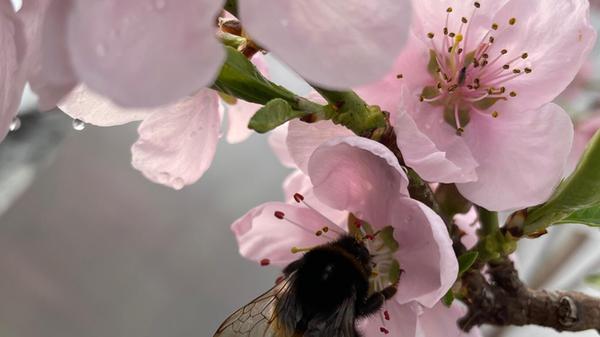 Eine Pfirsichblüte mit einer Hummel konnte unsere Leserin Andrea Mertl fotografieren.