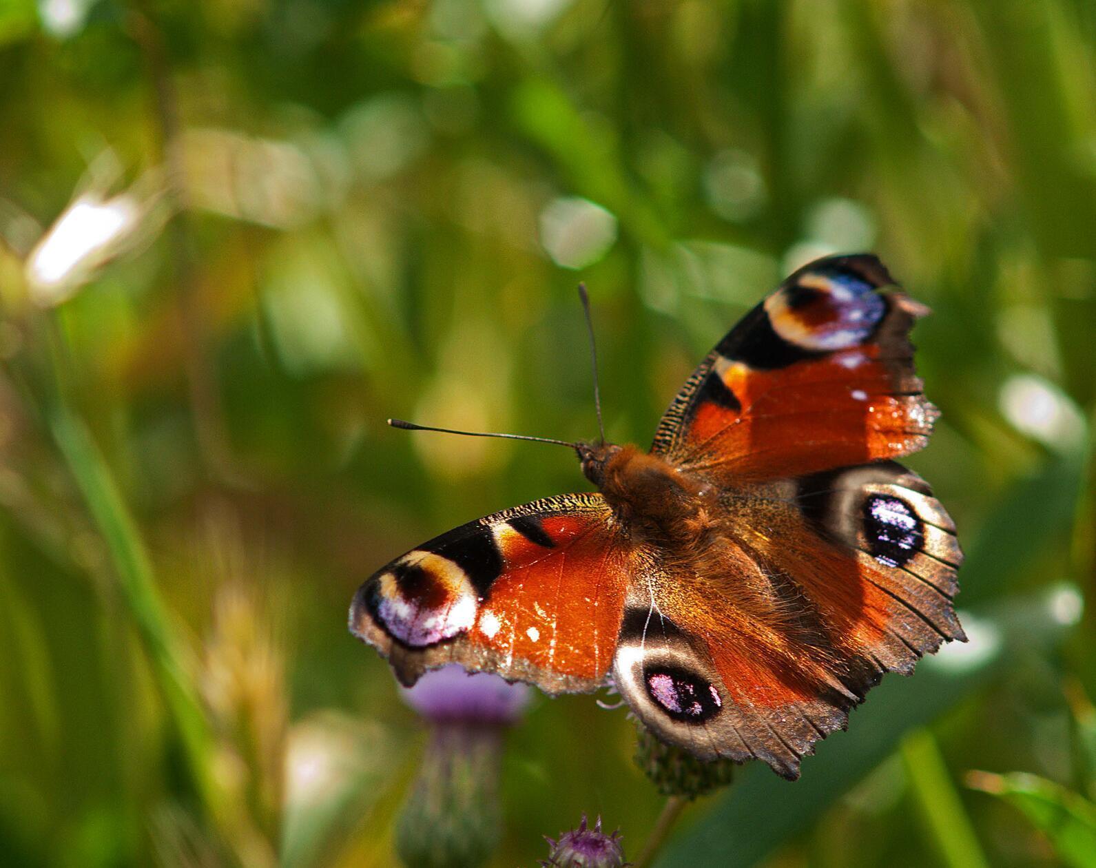 "Ein Tagpfauenauge in voller Lebensfreude" hat unser Leser Theo Körner mit einem Makroobjektiv fotografiert.