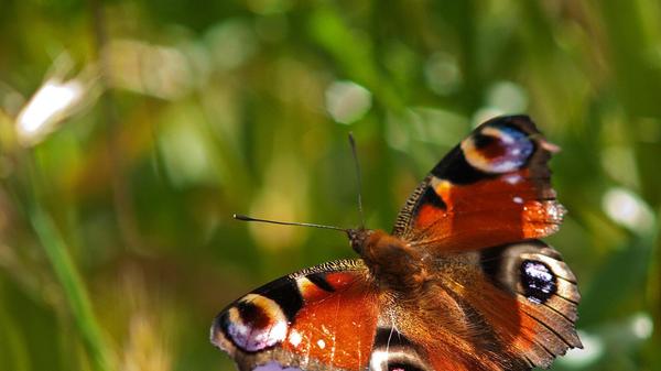"Ein Tagpfauenauge in voller Lebensfreude" hat unser Leser Theo Körner mit einem Makroobjektiv fotografiert.