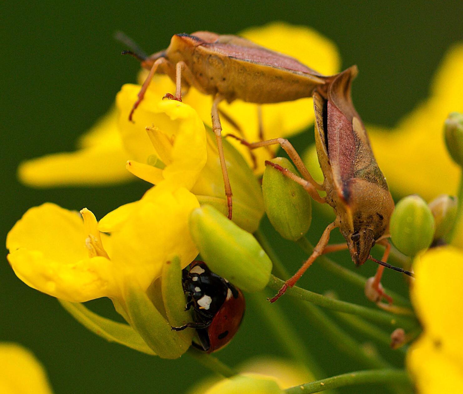 Dieses "Artentreffen" hat unser Leser Theo Körner mit einem Makroobjektiv fotografiert.