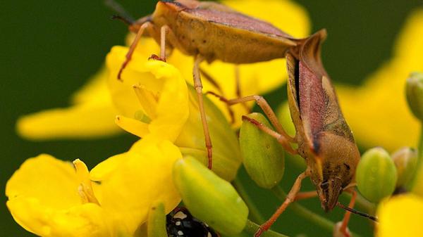 Dieses "Artentreffen" hat unser Leser Theo Körner mit einem Makroobjektiv fotografiert.