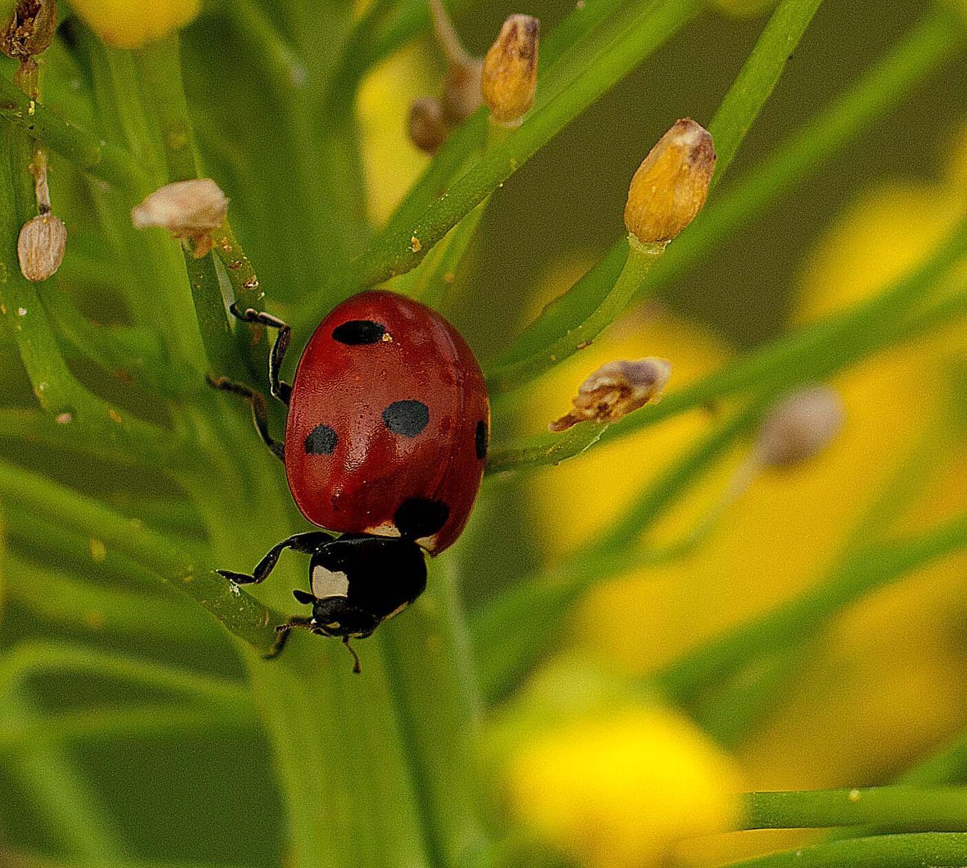 Einen Marienkäfer auf Beutesuche konnte unser Leser Theo Körner fotografieren.