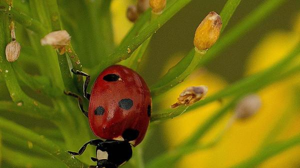 Einen Marienkäfer auf Beutesuche konnte unser Leser Theo Körner fotografieren.