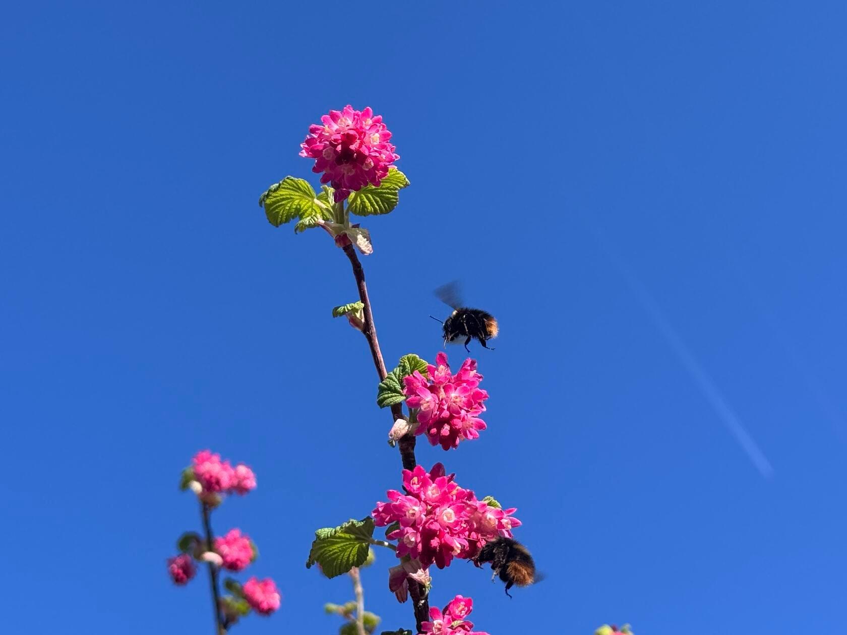 "Der Tisch ist gedeckt" schreibt unsere Leserin Margit Müller-Münch zu ihrem Bild.
