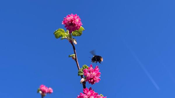 "Der Tisch ist gedeckt" schreibt unsere Leserin Margit Müller-Münch zu ihrem Bild.